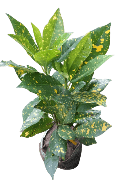 Croton - Sloppy Painter in 5 Inch Nursery Bag
