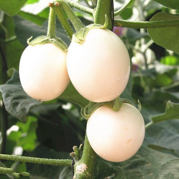 White Brinjal Seeds (Hybrid)