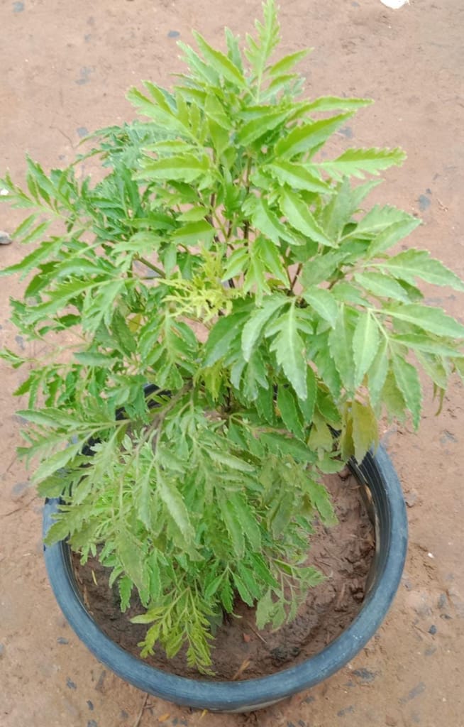 Aralia Green in 8 Inch Plastic Pot