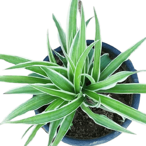 Spider Plant in 6 Inch Plastic Plant
