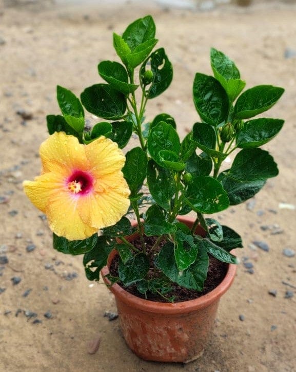 Yellow Red Hibiscus Gudhal Dwarf in 8 Inch Plastic Pot