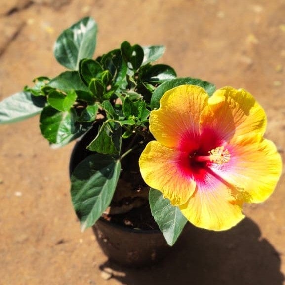 Yellow-Red Hibiscus Gudhal Dwarf in 6 Inch Plastic Pot