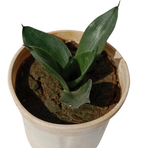 Bird Nest Snake Plant Green in 4 Inch Plastic Pot