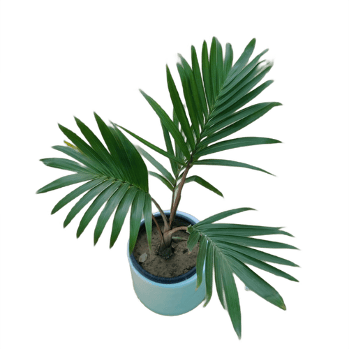 Champion Palm in 12 Inch Classy White Fiberglass planter