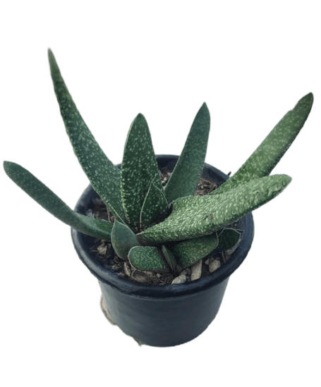 Rare Succulent in 4 Inch Plastic Pot