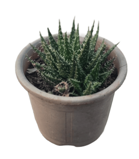 Haworthia Zebra Succulent in 3 Inch Plastic Pot