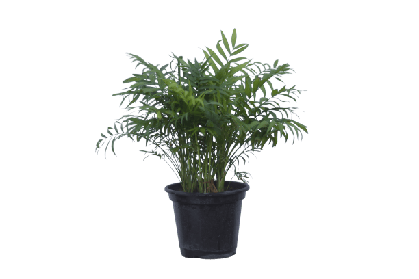 Chamaedorea Mini Palm in 8 Inch Planter