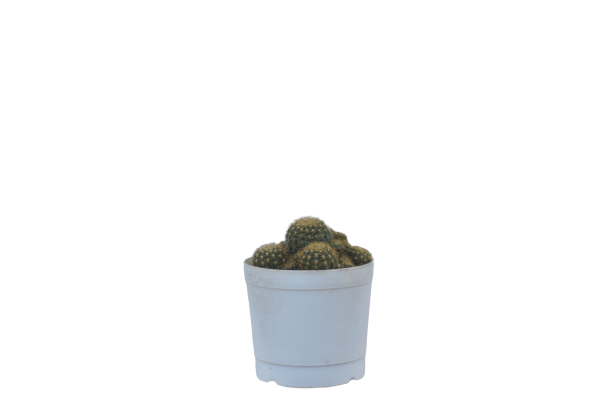 Cactus in 3 Inch Planter