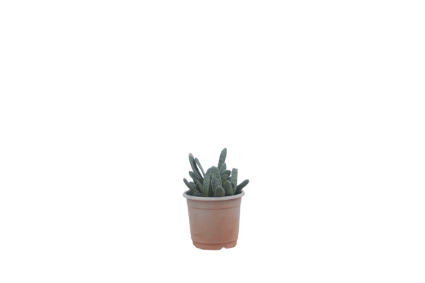 Gasteria Succulent in 4 Inch Planter