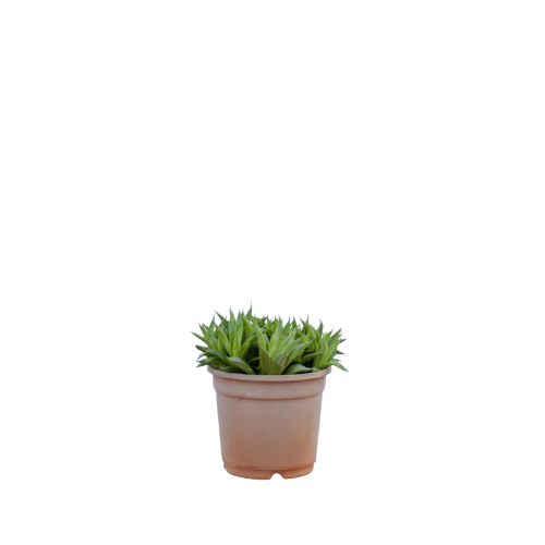 Aloe Succulent in 4 Inch Planter