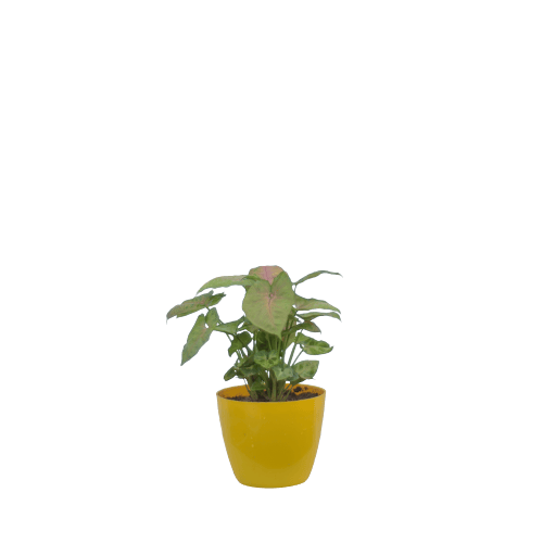 Syngonium Mix Color - Yellow 5 Inch Pot