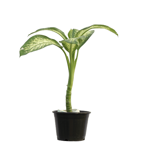 Dieffenbachia in 12 Inch Planter
