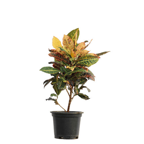 Croton Petra in 8 Inch Planter