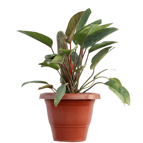 Philodendron with Moss-Stick in 14 Inch Planter