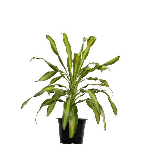 Victoria - Green Yellow in 10 Inch Planter