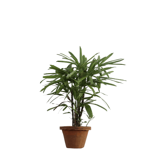 Raphis / Rhaphis Palm (2-2.5 feet) in 8X9 Inch Planter
