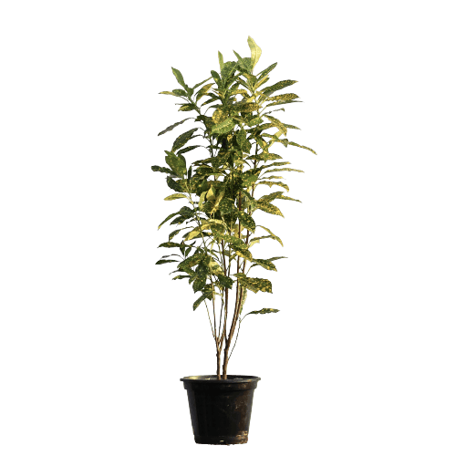 Croton in 8 Inch Planter
