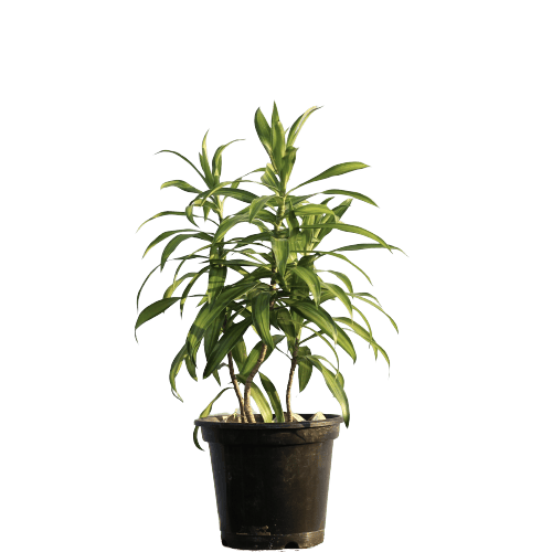 Dracaena Dwarf - Green in 8 Inch Planter