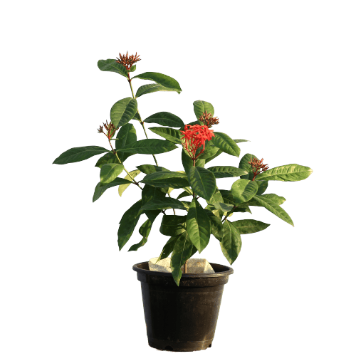 Ixora - Red in 8 Inch Planter