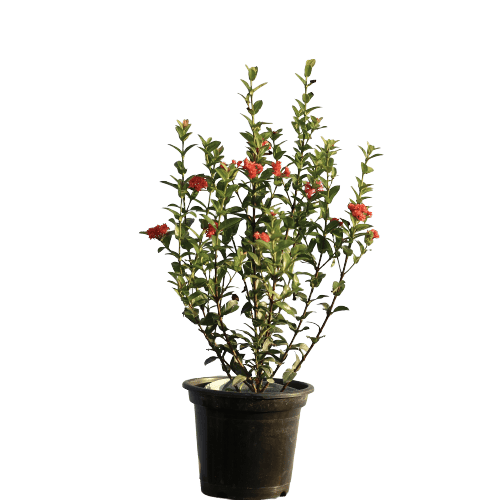 Ixora Dwarf - Red in 8 Inch Planter