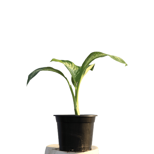 Dieffenbachia in 10 Inch Planter