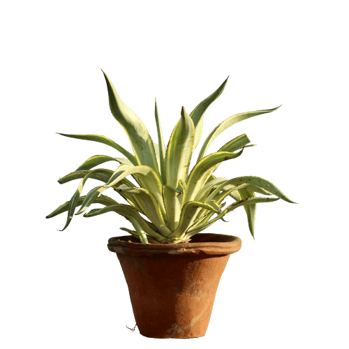 Kamal Plant in 7X9 Inch Planter