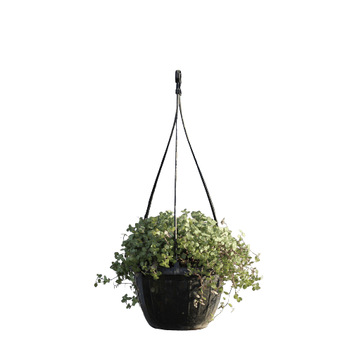 Sedum (Basket) in 5X8 Inch Planter