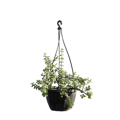 Jade Plant - Basket in 5X8 Inch Planter