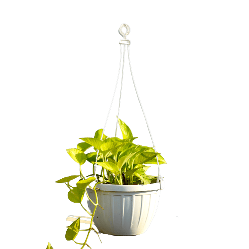 Money Plant - Basket in 5X8 Inch Planter