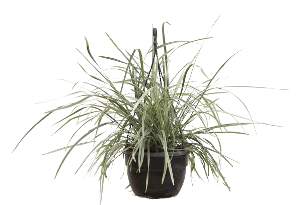 Ribbon Grass - Basket in 5X8 Inch Planter