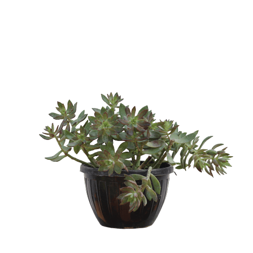 Succulent Lotus Basket - Red, Green in 5X8 Inch Planter