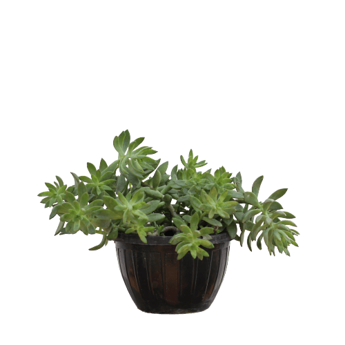 Succulent Lotus Basket in 5X8 Inch Planter