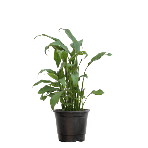 Peace Lily - White in 6 Inch Planter