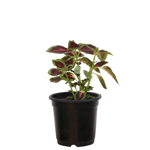 Coleus - Pink, Green, Brown in 6 Inch Planter