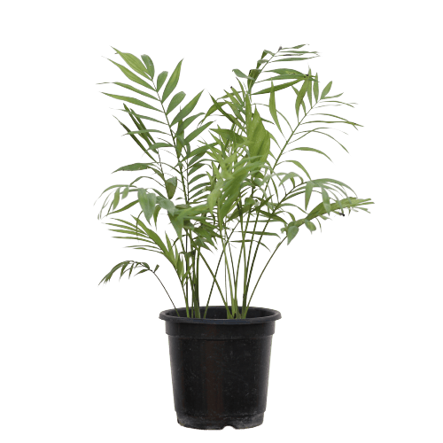 Chamaedorea Mini Palm in 6 Inch Planter