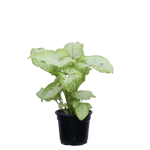 Syngonium - Green in 4 Inch Planter