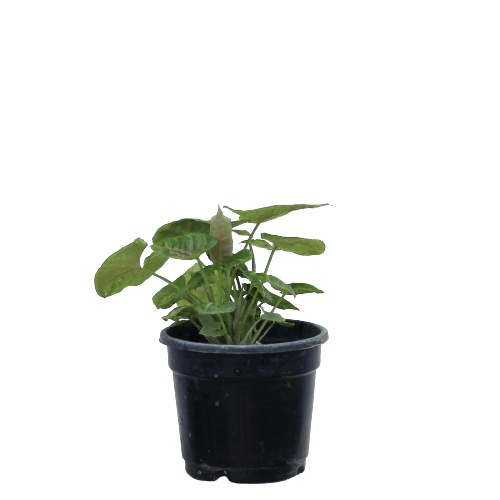 Syngonium in 4 Inch Planter
