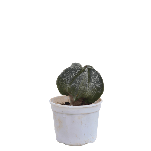 Astrophytum Cactus in 2.5 Inch Planter