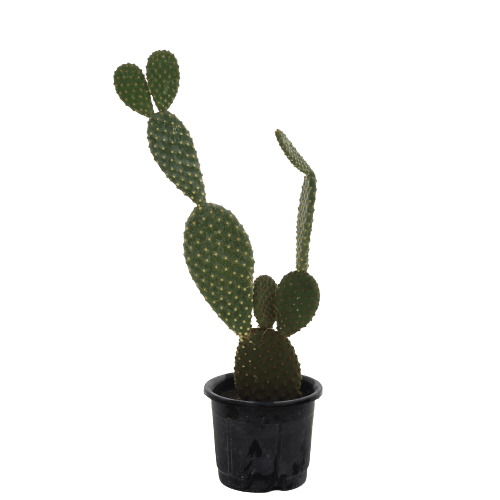 Bunny Ear Cactus - Yellow in 3 Inch Planter