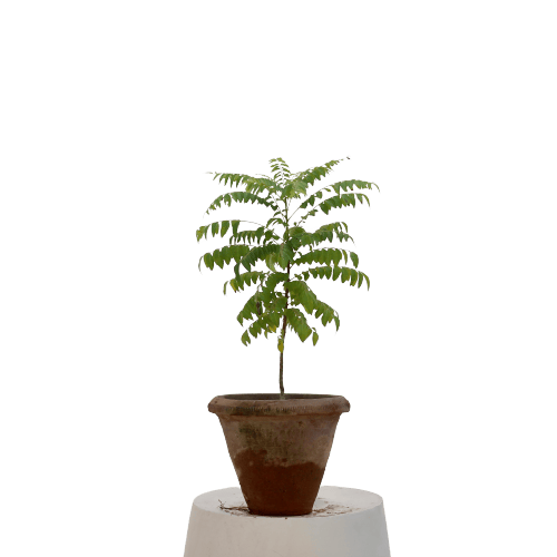 Curry Patta - Small (1-1.5 feet) in 8 Inch Planter