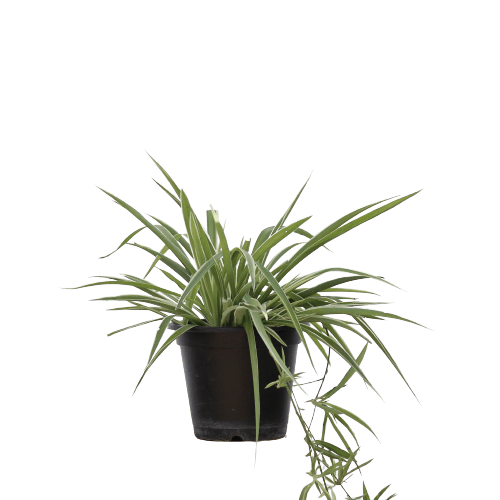 Spider Plant - Big in 8 Inch Planter