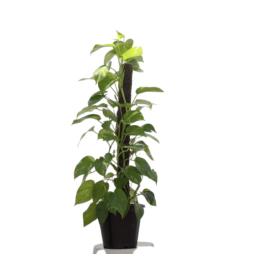 Money Plant (3 feet) with Moss-Stick in 10 Inch Planter