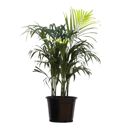 Areca Palm (3 in 1) Dwarf in 12 Inch Planter