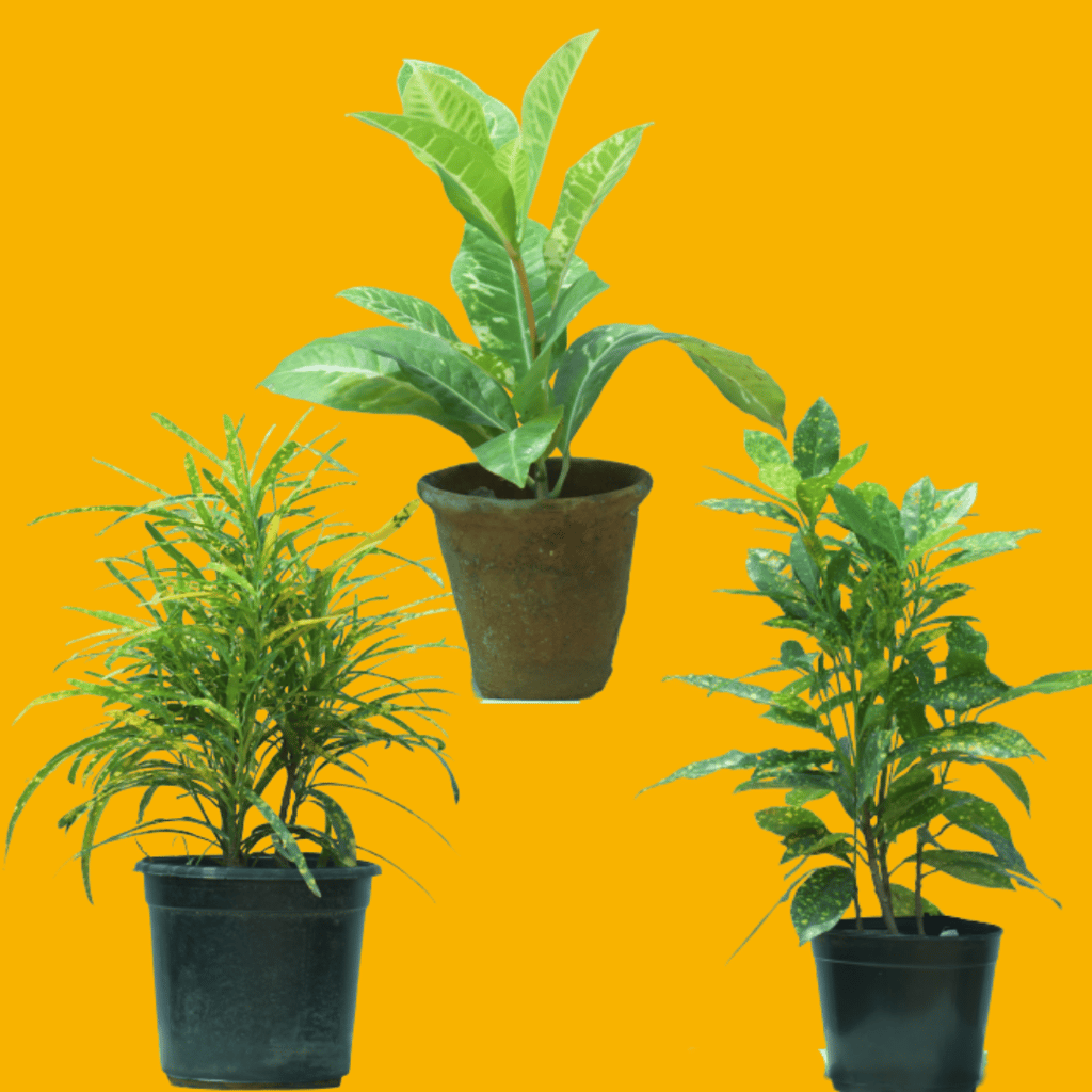 Colourful Croton Combo Set - Set of 3 Plants