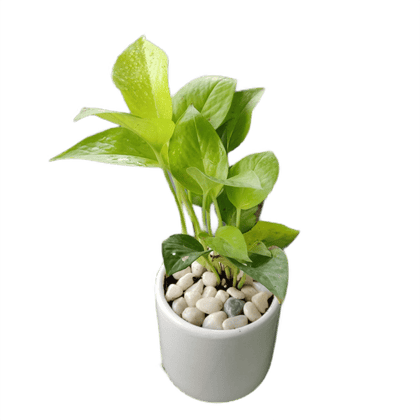 Buy Good Luck Golden Money Plant in 4 Inch White Ceramic Planter Online | Urvann.com