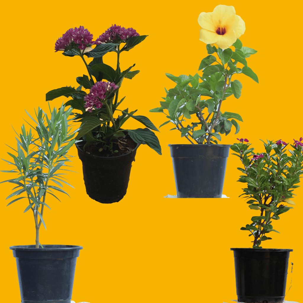 Set of 4 Flowering Plants - Forever Bloom Combo