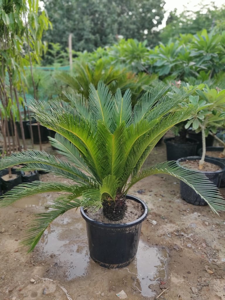 Cycas Palm / Sago Palm in 16 Inch Plastic Pot