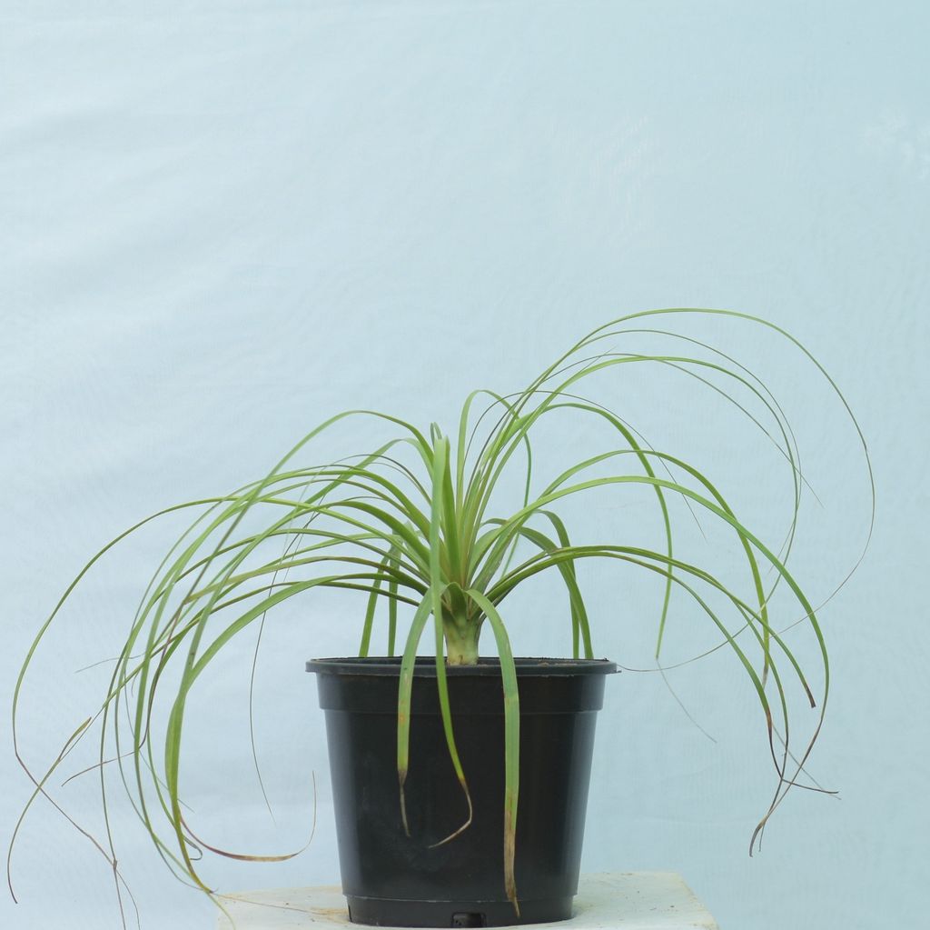 Lolina / Ponytail Palm- 8 Inch Plastic Pot