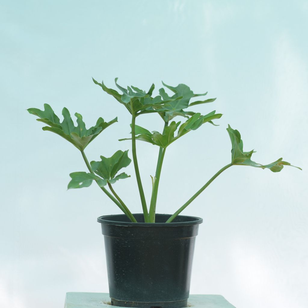 Philodendron Selloum- 8 Inch Plastic Pot
