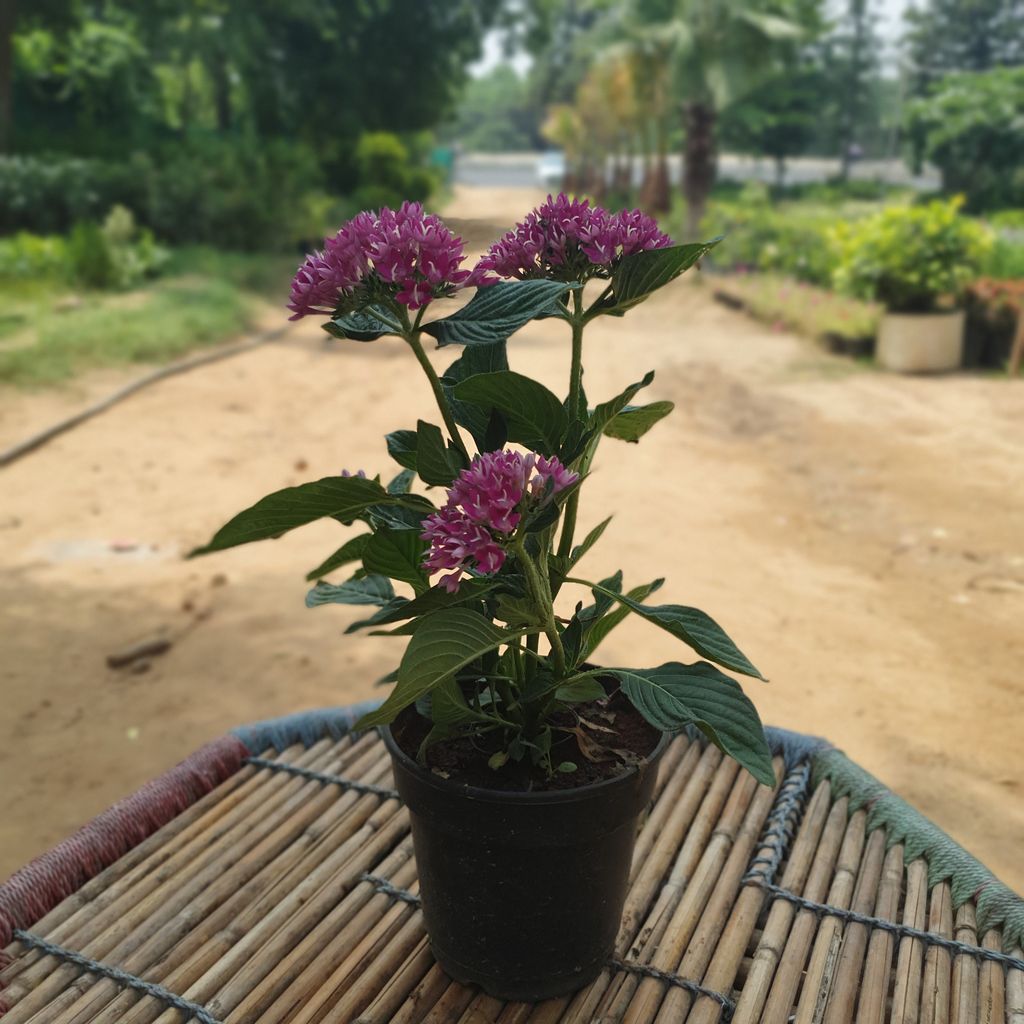 Pink Pentas Plant in a 5 Inch Nursery Pot